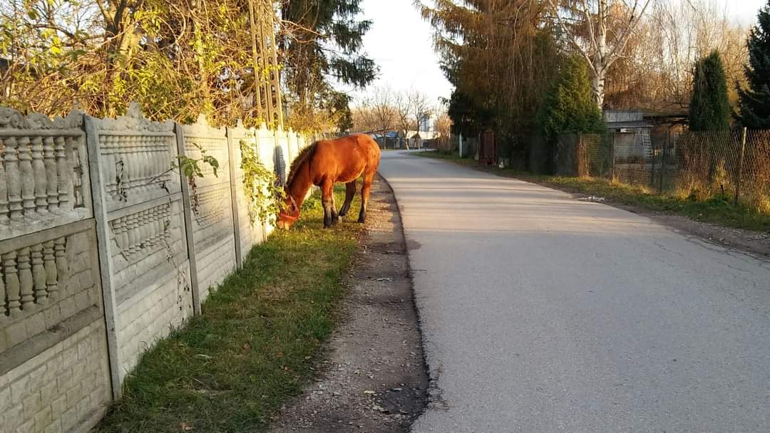 Burmistrz wsiadł na rower